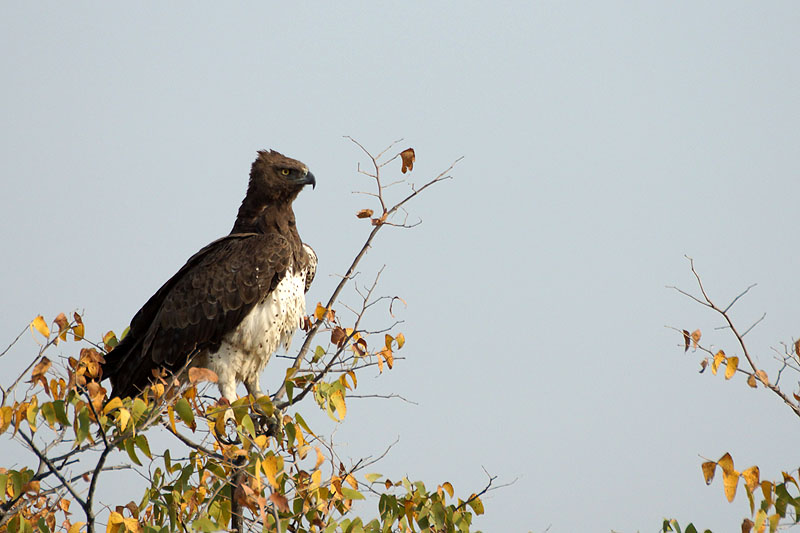 Etosha - Environs d Okaukuejo