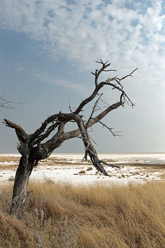 Etosha - Environs d Halali