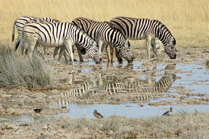 Etosha - Environs d Halali
