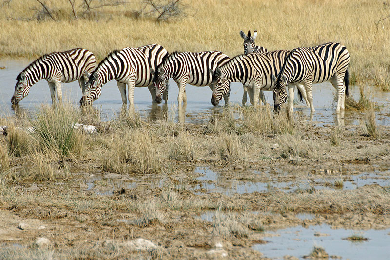 Etosha - Environs d Halali