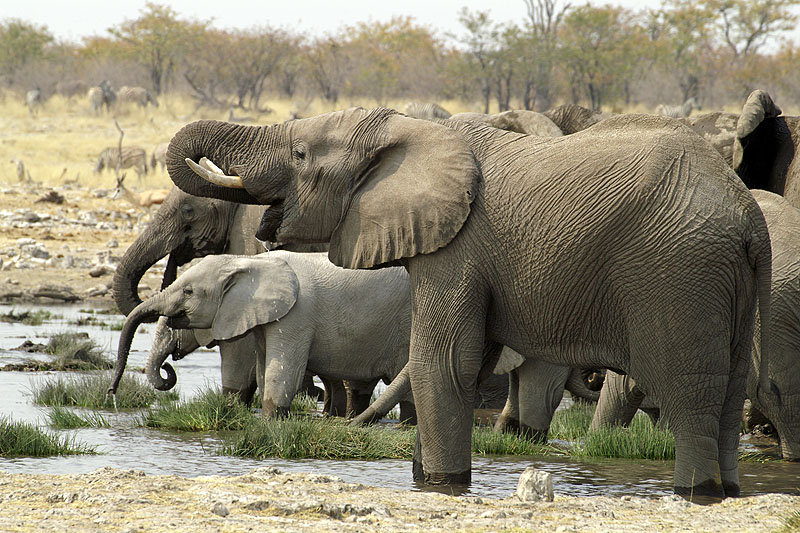 Etosha - Environs d Halali