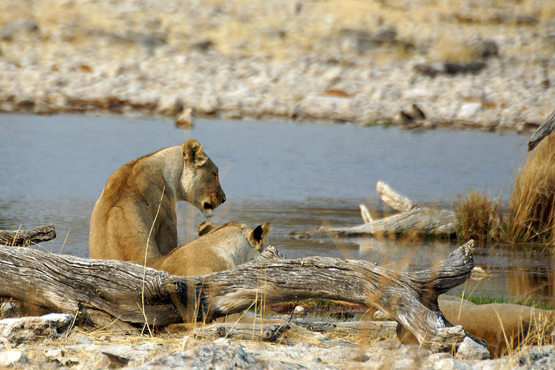 Etosha - Environs d Halali