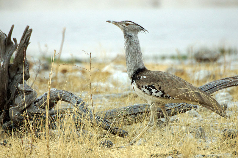Etosha - Environs d Halali