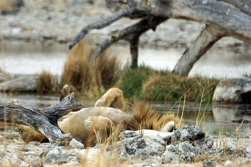 Etosha - Environs d Halali