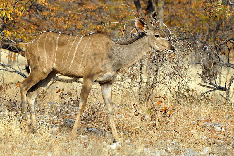 Etosha - Environs d Halali