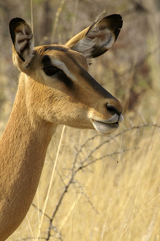 Etosha - Environs d Halali