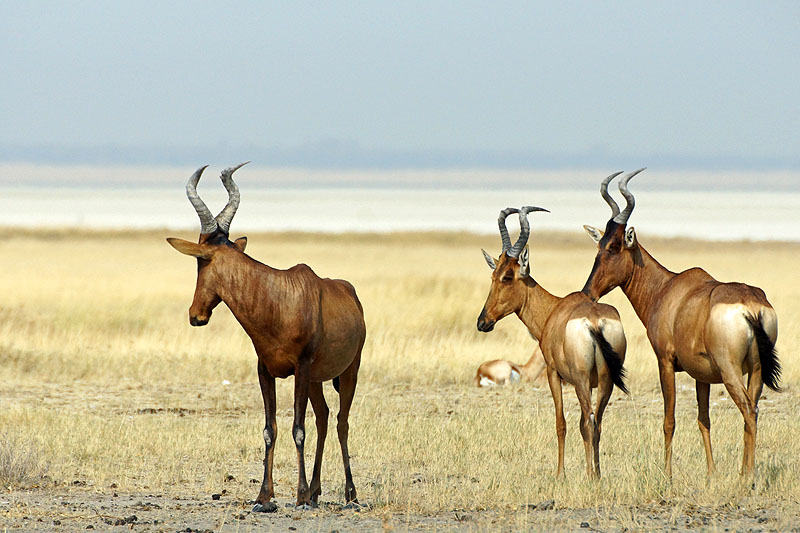 Etosha - Environs de Namutoni