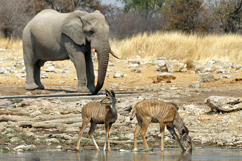 Etosha - Environs de Namutoni