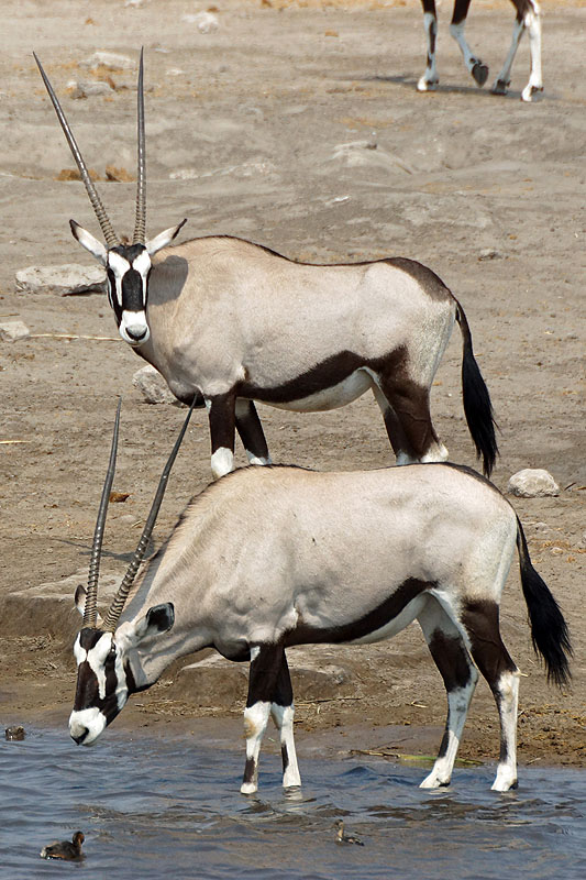Etosha - Environs de Namutoni