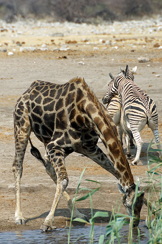 Etosha - Environs de Namutoni