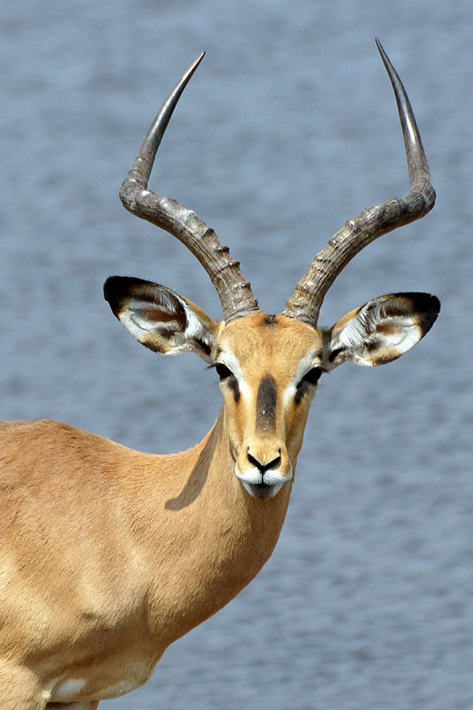 Etosha - Environs de Namutoni