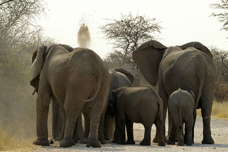 Etosha - Environs de Namutoni