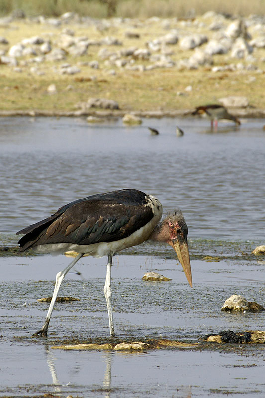 Etosha - Environs de Namutoni