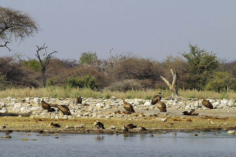 Etosha - Environs de Namutoni