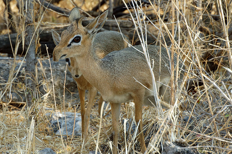 Etosha - Environs de Namutoni