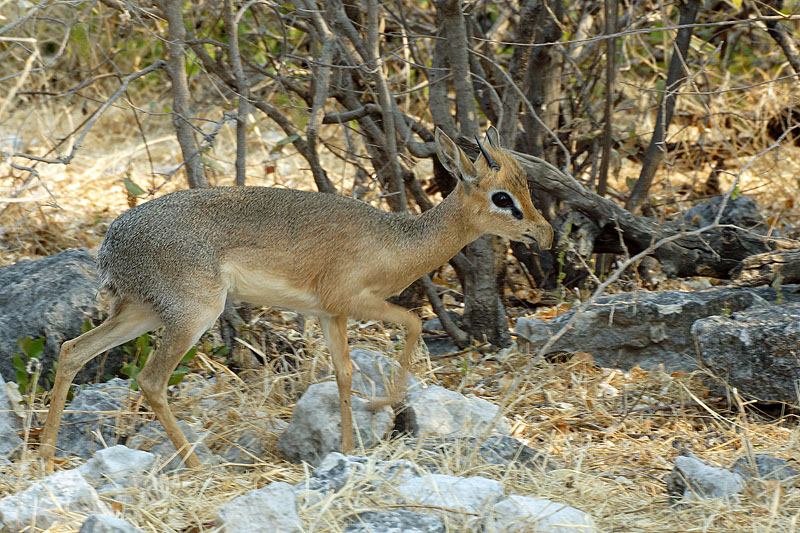 Etosha - Environs de Namutoni