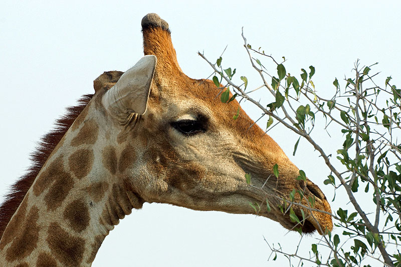 Etosha - Environs de Namutoni