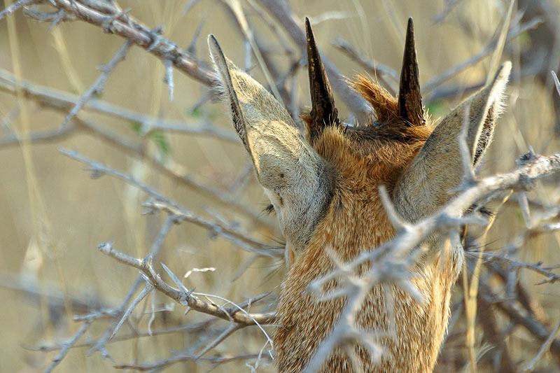 Etosha - Environs de Namutoni