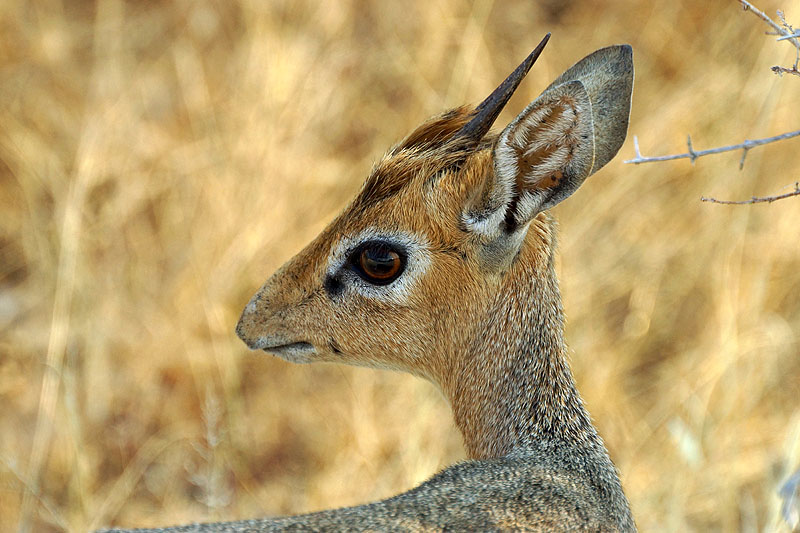 Etosha - Environs de Namutoni