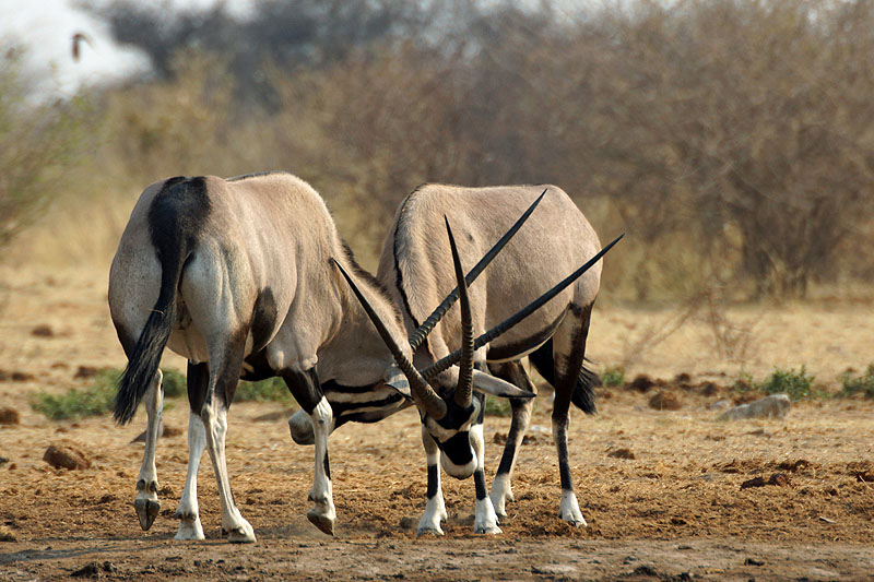 Etosha - Environs de Namutoni
