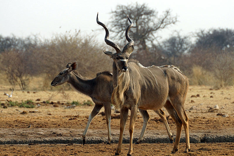 Etosha - Environs de Namutoni