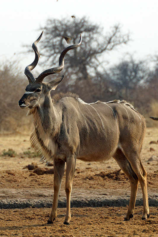 Etosha - Environs de Namutoni
