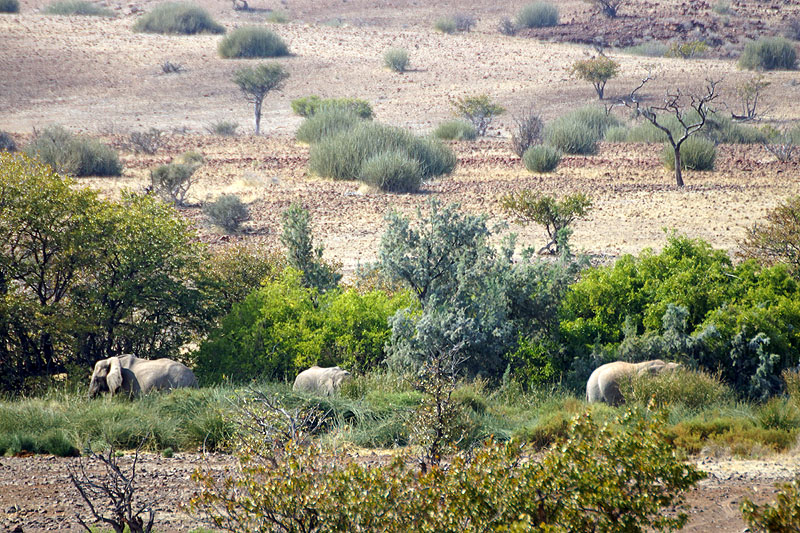 Environs de Palmwag - Damaraland