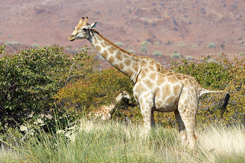 Environs de Palmwag - Damaraland