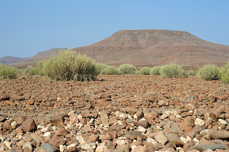 Environs de Palmwag - Damaraland