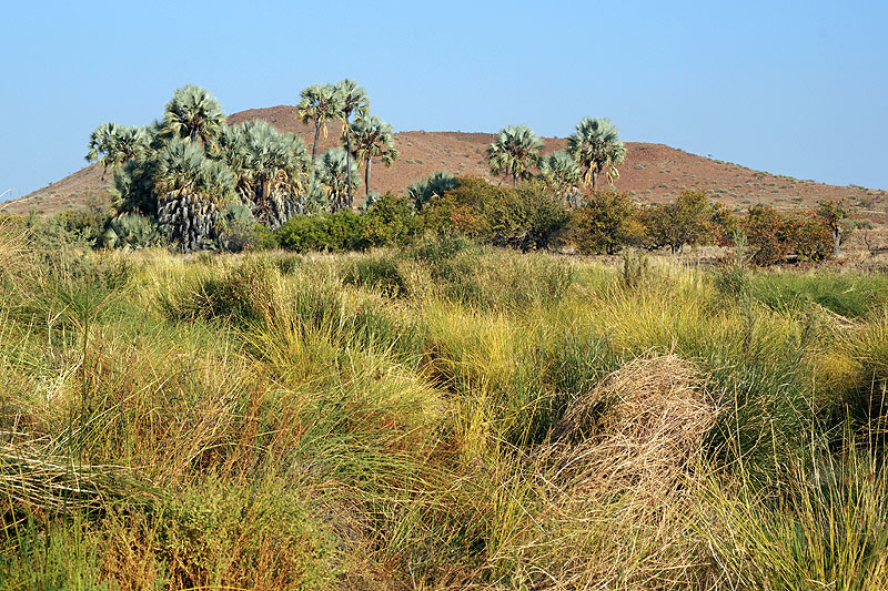 Palmwag