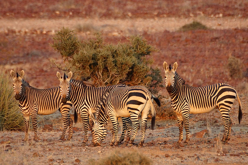 Environs de Palmwag - Damaraland