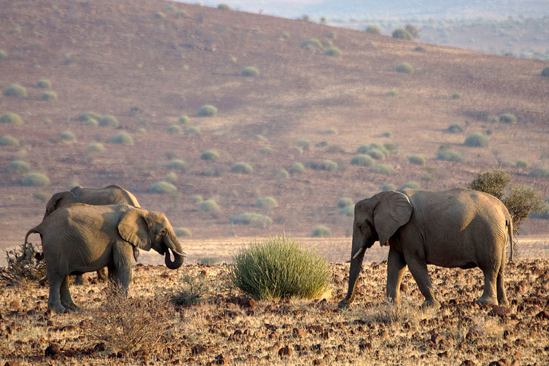 Environs de Palmwag - Damaraland