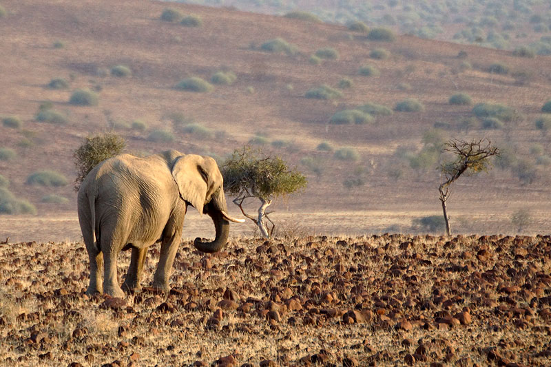 Environs de Palmwag - Damaraland