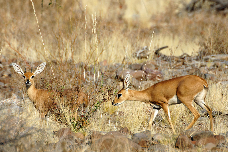 Environs de Palmwag - Damaraland