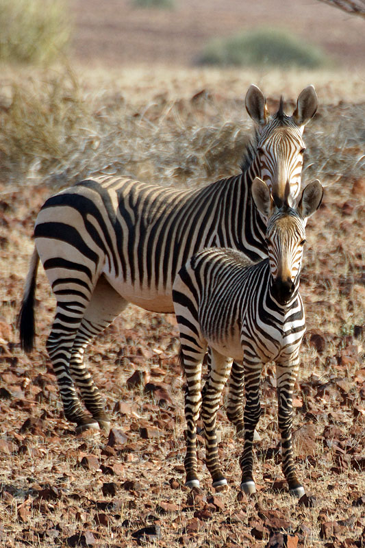 Environs de Palmwag - Damaraland