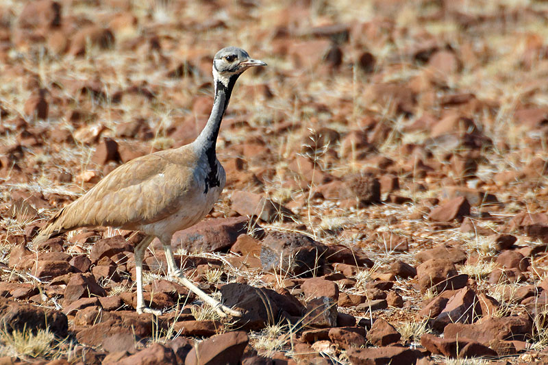 Environs de Palmwag - Damaraland