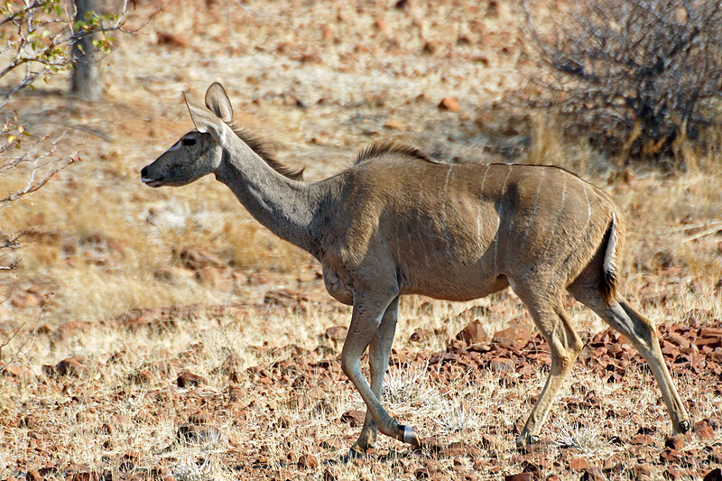 Environs de Palmwag - Damaraland