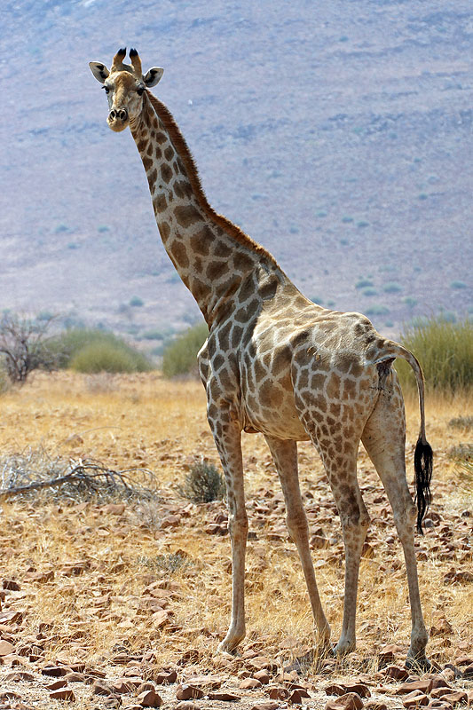 Environs de Palmwag - Damaraland