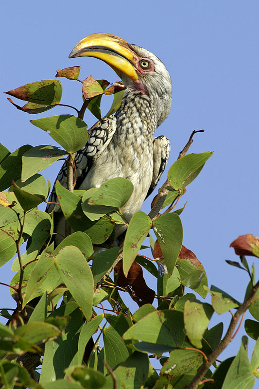 Palmwag