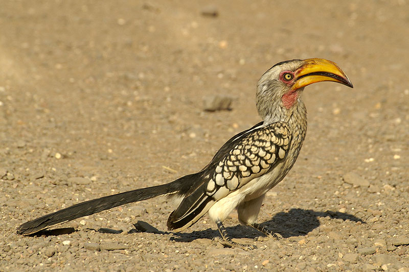 Palmwag