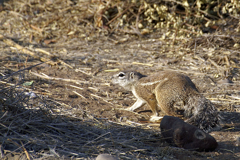 Palmwag