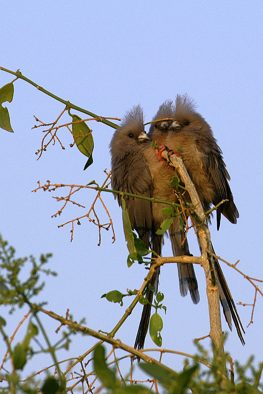 Palmwag