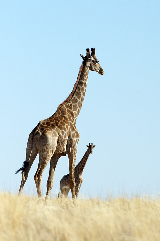 Namib Naukluft Park