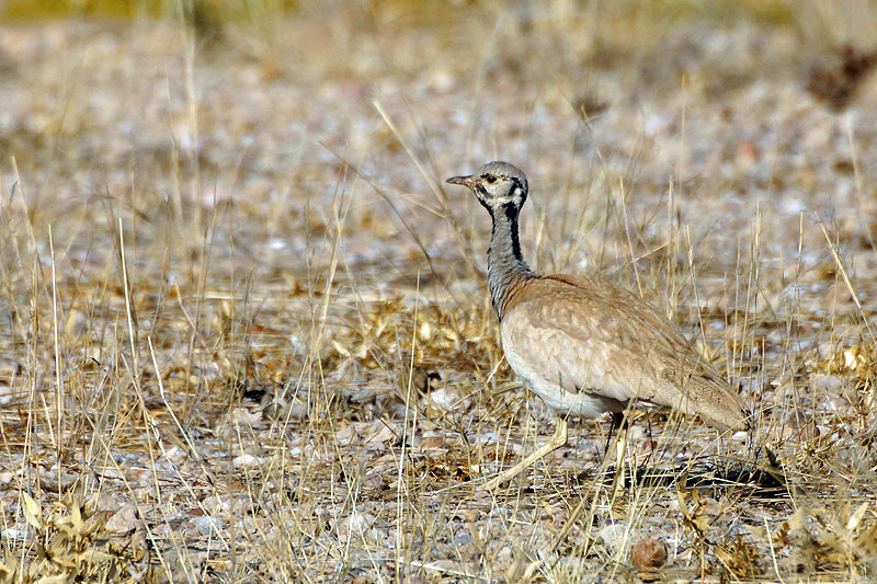 Namib Naukluft Park
