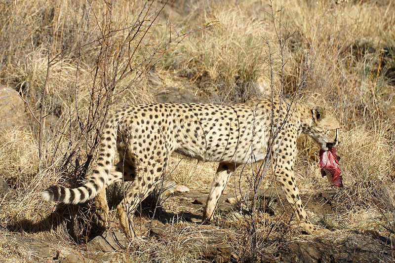 Amani Lodge