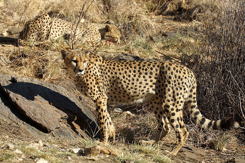 Amani Lodge