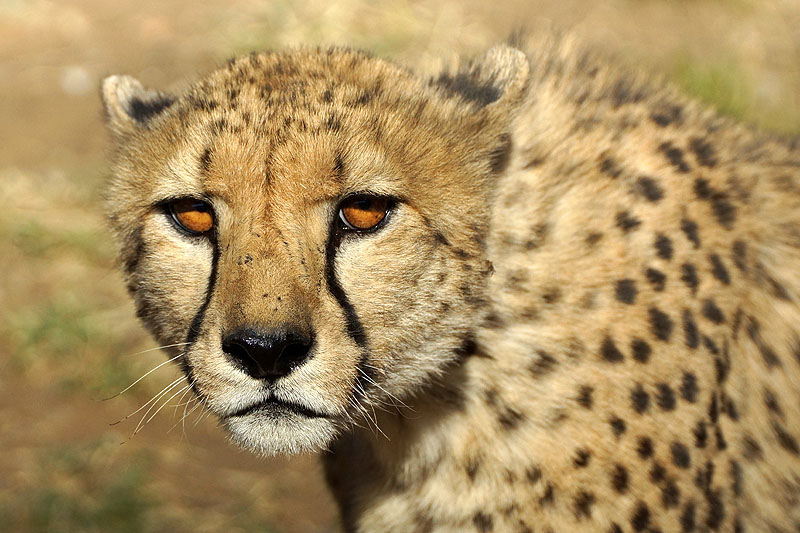 Amani Lodge