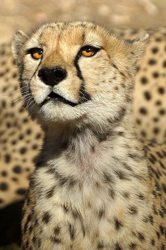 Amani Lodge