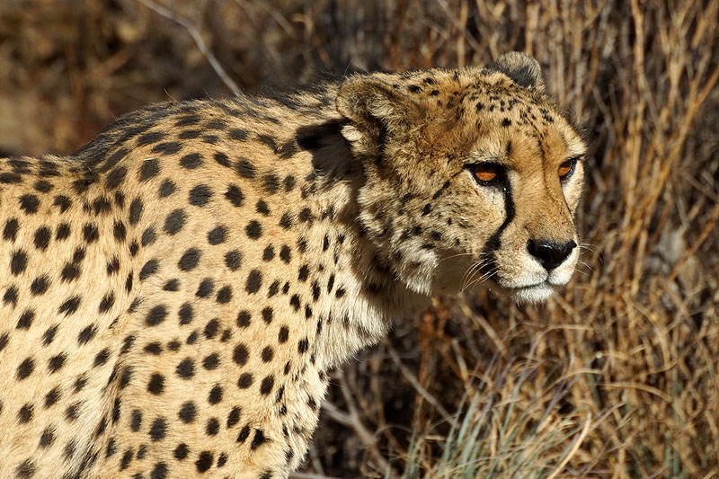 Amani Lodge