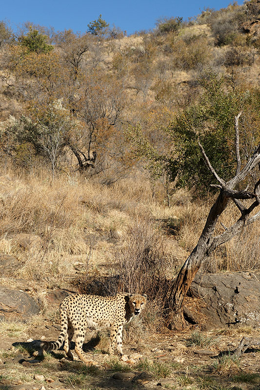Amani Lodge